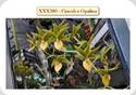 Cycnoches Opalina